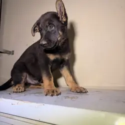 German Shepard
