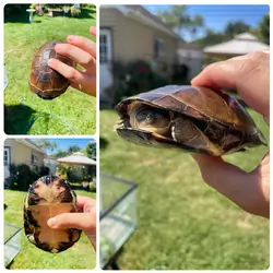 Turtle
