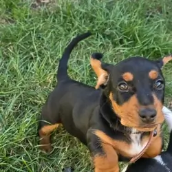 Miniature Dachshunds