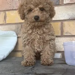 Male toy Cavoodle ready now