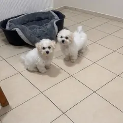Bichon frise Puppies