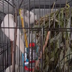 birds