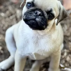 Pug puppies