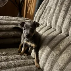 Mini Pin Puppies