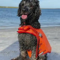 Bernedoodle