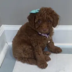 Mini golden doodle