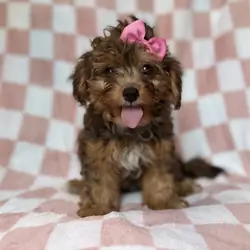 Bailey