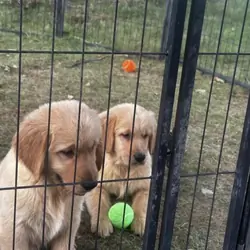 Golden retriever puppies