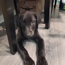 Lab puppies