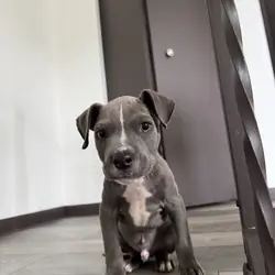 Male bully puppy