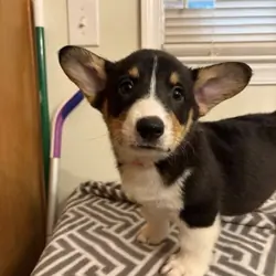 Corgi puppies