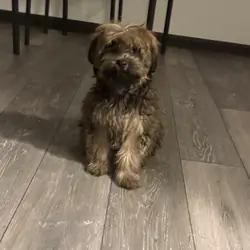 Shorkie puppy