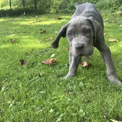 Grey male Cane Corso Zues