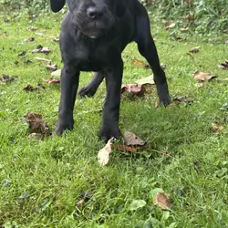 Storm black female Cane Corso