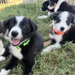 Border Collies - ABCA Registered Pure Bred