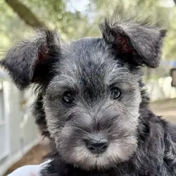 Miniature Schnauzer Puppies