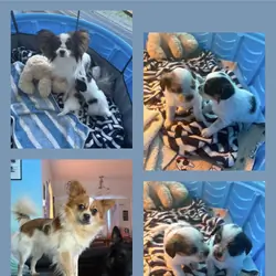 Papillion Puppies One Male One Female
