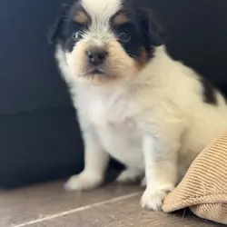 Papillion Puppies One Male One Female