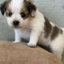 Papillion Puppies One Male One Female