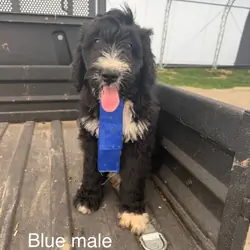 Standard bernedoodle pups