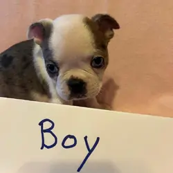 Boston Terrier Puppies