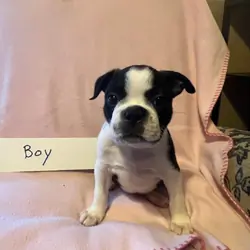 Boston Terrier Puppies