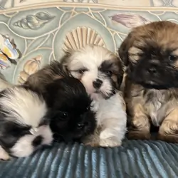 Shih Tzu puppies