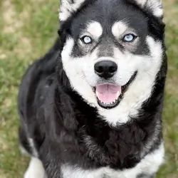 AKC Spayed Siberian Husky