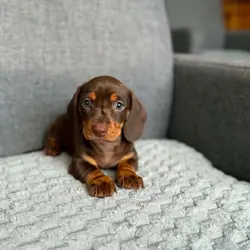 Dachshund Puppy