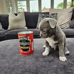 Chihuahua Puppy