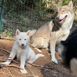 Husky pup
