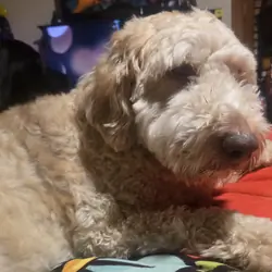 Aussiedoodle