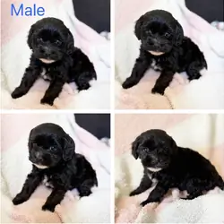 Cockapoo