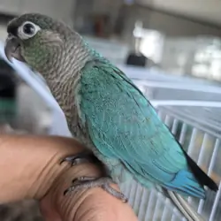 Hand-fed Baby Turquoise Green Cheek Conure