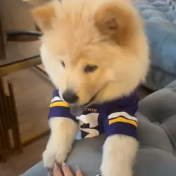 Chow chow