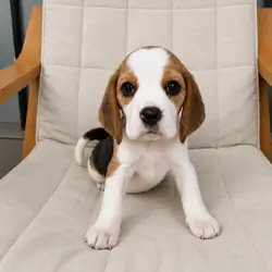 Beagle Puppies