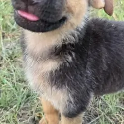 German shepherd puppies