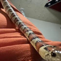 king snake with enclosure