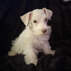 Schnauzer puppies