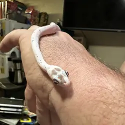 Palmetto Bug Eyed Corn snake