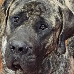 AKC English Mastiff Puppies