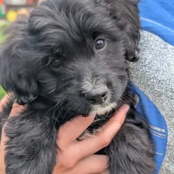 Mini Aussiedoodle! Ready to go home