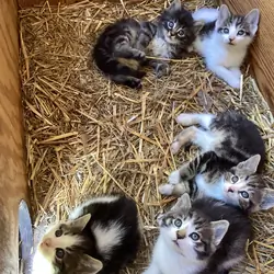 5 kittens Free