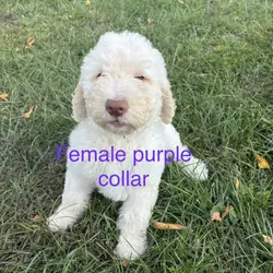 Goldendoodle F1B pups