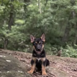 German Shepherd Lab Mix Puppies, 14 wks-2 M, 1F