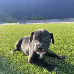 Adorable Black pitbull puppy
