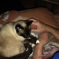 10 year old Siamese cat