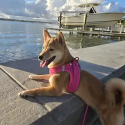 6 month old Sheba Inu