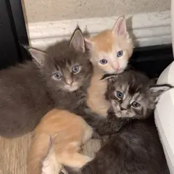 Fluffy Maine Coon Kittens