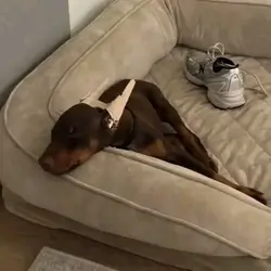 Doberman Pinscher Puppy Available At 12 Weeks